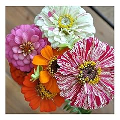 Premier seeds direct for sale  Delivered anywhere in UK