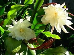 Orchid cactus epiphyllum for sale  Delivered anywhere in USA 