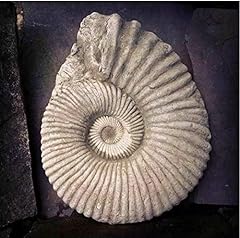 Ammonite fossil statue for sale  Delivered anywhere in UK