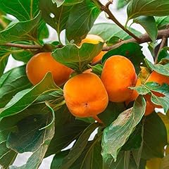 Zumari persimmon tree for sale  Delivered anywhere in UK