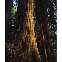 Artdirect redwoods old for sale  Delivered anywhere in USA 