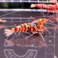 Metallic red tiger for sale  Delivered anywhere in UK