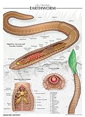 Earthworm poster for sale  Delivered anywhere in USA 