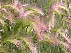 Ornamental squirrel grass for sale  Delivered anywhere in UK