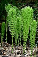 Horsetail plant cuttings for sale  Delivered anywhere in USA 