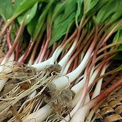 Ramp wild leek for sale  Delivered anywhere in USA 