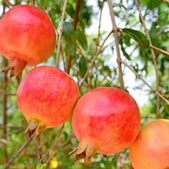 Pomegranate salavatski include for sale  Delivered anywhere in USA 