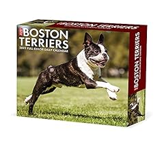 Boston terriers 2022 for sale  Delivered anywhere in UK