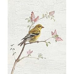 Artdirect female goldfinch for sale  Delivered anywhere in USA 