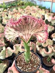 Pink coral cactus for sale  Delivered anywhere in USA 