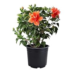 American plant hibiscus for sale  Delivered anywhere in USA 