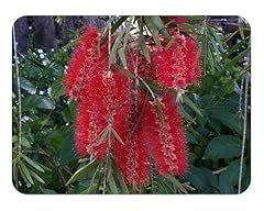 Red cluster clemson for sale  Delivered anywhere in USA 