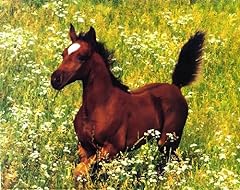 Wild animal arabian for sale  Delivered anywhere in USA 