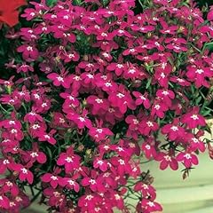 Outsidepride rosamond lobelia for sale  Delivered anywhere in USA 