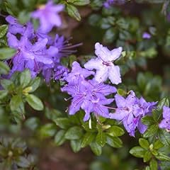 Pianta vera azalea usato  Spedito ovunque in Italia 
