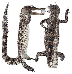 Real alligator taxidermy for sale  Delivered anywhere in USA 