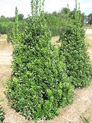 Oak leaf holly for sale  Delivered anywhere in USA 