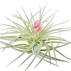Large air plants for sale  Delivered anywhere in USA 