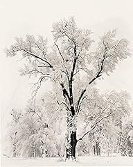 Oak tree snowstorm for sale  Delivered anywhere in USA 