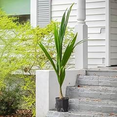 Queen palm plant for sale  Delivered anywhere in USA 