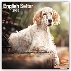 English setter 2025 for sale  Delivered anywhere in UK