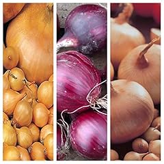Winter onion sets for sale  Delivered anywhere in UK