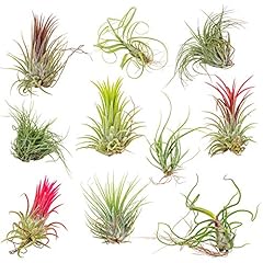 10x tillandsia mix d'occasion  Livré partout en France