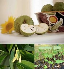 Cherimoya chirimoya annona for sale  Delivered anywhere in USA 