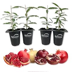 Pomegranate variety pack for sale  Delivered anywhere in USA 