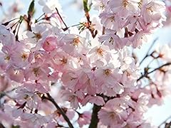 Japanische blütenkirsche kanz gebraucht kaufen  Wird an jeden Ort in Deutschland