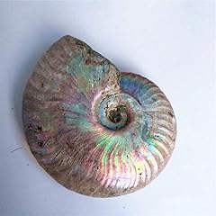Lixuan unpolished ammonite for sale  Delivered anywhere in USA 