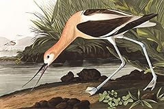 American avocet canvas for sale  Delivered anywhere in USA 