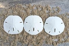 Sand dollar real for sale  Delivered anywhere in USA 