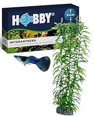 Hobby aquaristik heteranthera gebraucht kaufen  Wird an jeden Ort in Deutschland