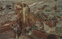 Petrified wood logs for sale  Delivered anywhere in USA 