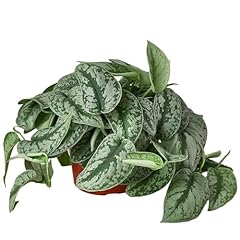 Pothos silver splash for sale  Delivered anywhere in USA 