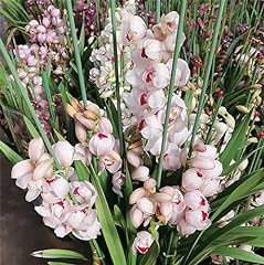Cymbidium sp. 大花蕙兰 for sale  Delivered anywhere in USA 