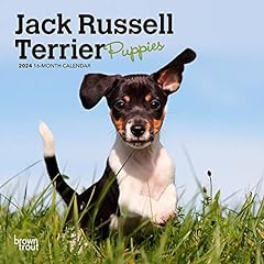 Jack russell terrier for sale  Delivered anywhere in UK