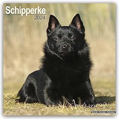 Schipperke calendar 2024 for sale  Delivered anywhere in UK