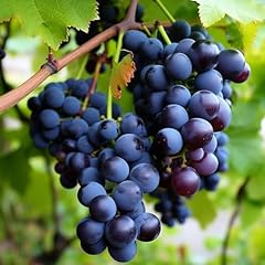 Concord grape vine for sale  Delivered anywhere in USA 