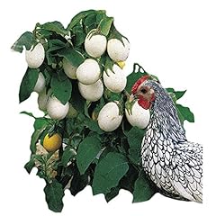 Park seed easter for sale  Delivered anywhere in USA 