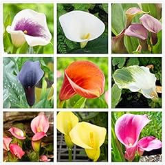 Calla lily mix for sale  Delivered anywhere in USA 