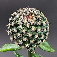 Portal cool pediocactus usato  Spedito ovunque in Italia 