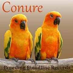 Conure breeding bloodline for sale  Delivered anywhere in UK