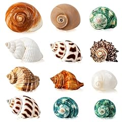 Skoolove 12pcs hermit for sale  Delivered anywhere in UK