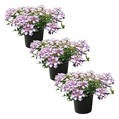 Live verbena plant for sale  Delivered anywhere in USA 