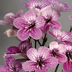 Streptocarpus celebration brig for sale  Delivered anywhere in UK
