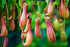 Nepenthes rafflesiana seeds for sale  Delivered anywhere in Ireland