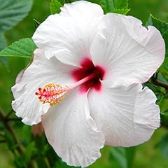 White hibiscus plants for sale  Delivered anywhere in USA 