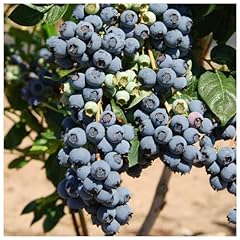Blueberry herbert fruit for sale  Delivered anywhere in UK